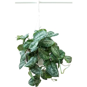 May include: A hanging plant with silver-green leaves. The plant is in a white pot and is hanging from a white cord.
