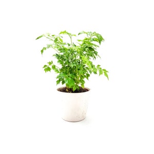May include: A potted green plant with lush foliage in a white ceramic pot. The plant is on a white background.