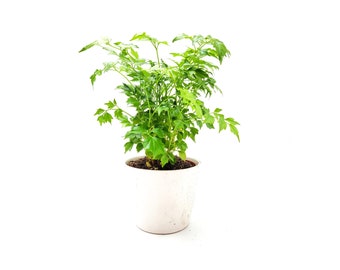 Plantas de muñecas chinas de 4", Radermachera sinica, regalo del día de San Valentín, regalo del día de la madre, regalo de plantas, maceta de cerámica blanca exterior