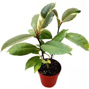 May include: A small potted plant with variegated green and white leaves. The plant is in a red plastic pot with brown soil.
