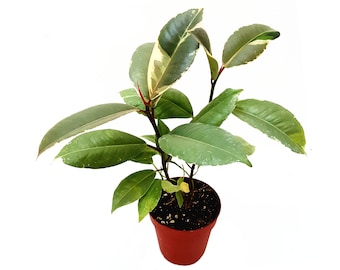 4”-Pot of Rubber Tree Ruby, Ficus elastica, Elastica Ruby, Indian Rubber Tree, Rubber Fig Tree – Indoor Trees, House Plants, Foliage Plants