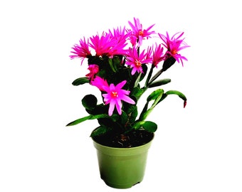 4” Pot, Hot Pink Spring Cactus, Easter Cactus, Rhipsalidopsis gaertneri – Flowering Plants, Live Indoor Houseplants, Succulents