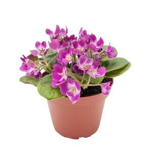 4” African Violet with Flowers of Purple Petals and White Centers, Saintpaulia ionantha – Houseplants, Flowering Plants, Free Heatpad image 5