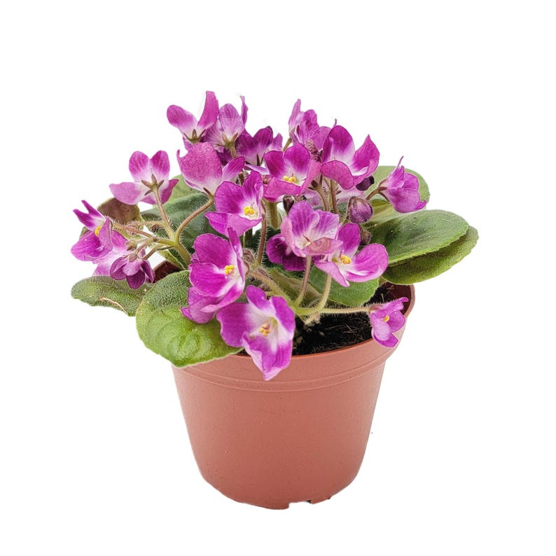 4” African Violet with Flowers of Purple Petals and White Centers, Saintpaulia ionantha – Houseplants, Flowering Plants, Free Heatpad image 5