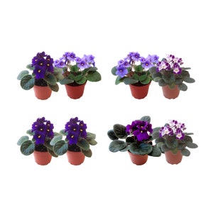 2-Pack 4”-Pot African Violets, Saintpaulia ionantha, 12 Available Colors, African Violet Live Plant, African Violet Plant, Indoor Plant