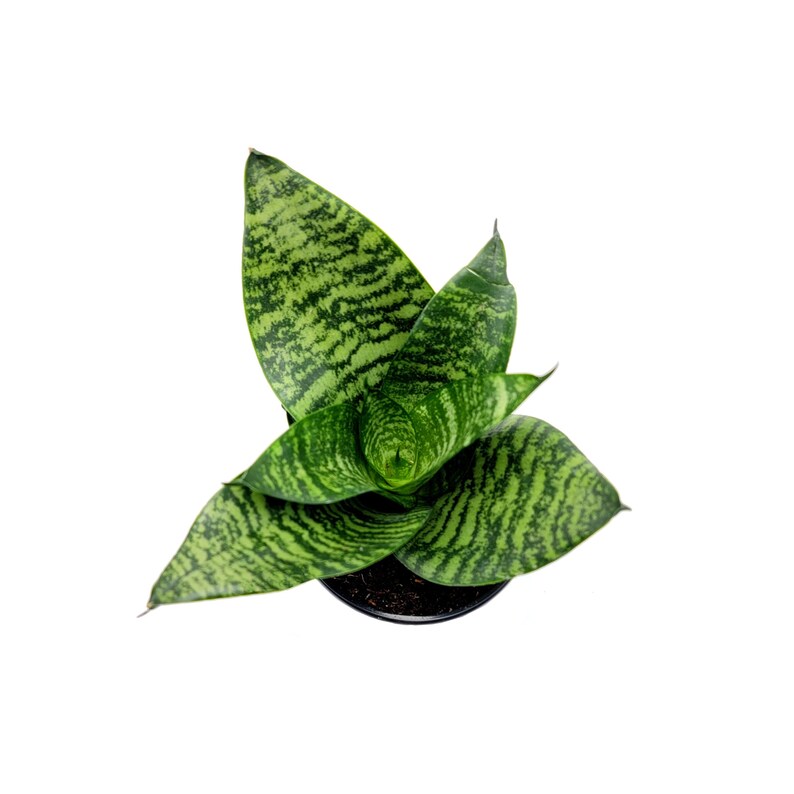WonderlandHG Snake Plant Futura Robusta - Thumbnail 3