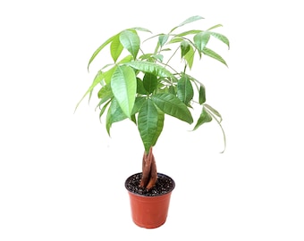 May include: A small, potted plant with green leaves and a braided brown trunk. The plant is in a brown plastic pot.