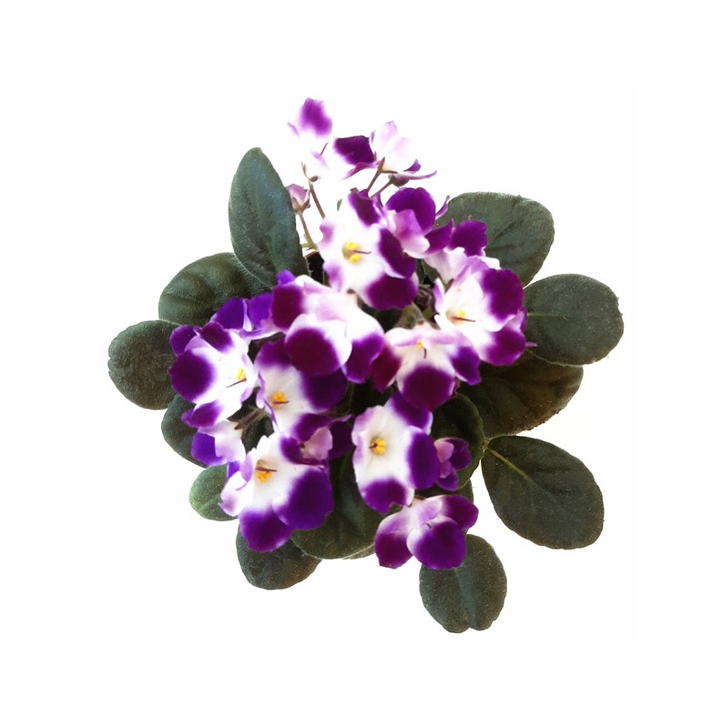 May include: A close-up of a potted African violet plant with purple and white flowers. The plant has dark green leaves.