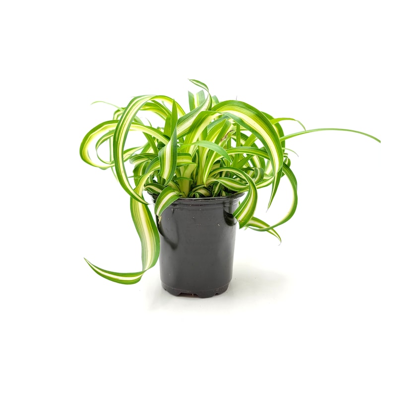 3.5pot Bonnie Curly Spider Plant, Chlorophytum comosum, Airplane Plant Foliage Plants, Houseplants, Air Purifier image 3