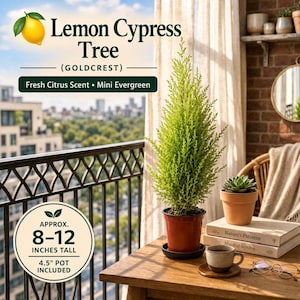 Lemon Cypress Tree (Goldcrest) – Fragrant Evergreen in 4.5" Pot, Indoor & Outdoor Plant, Mini Tree, Live Houseplant Gift image 2