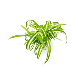 3.5pot Bonnie Curly Spider Plant, Chlorophytum comosum, Airplane Plant Foliage Plants, Houseplants, Air Purifier image 7