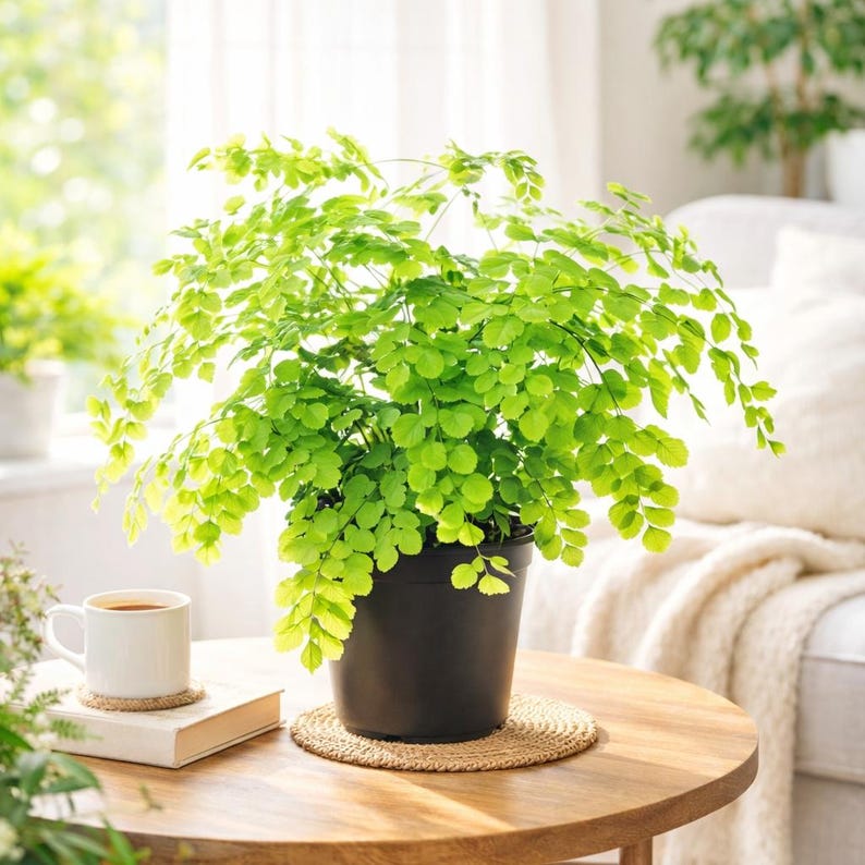 WonderlandHG Maidenhair Fern - Thumbnail 2
