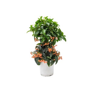 Ardisia Crenata, Coral Ardisia, Christmas Berry, Australian Holly, Coral ardisia with Berries Lasting Year-round, Holiday Gift, 6 Pot Coral