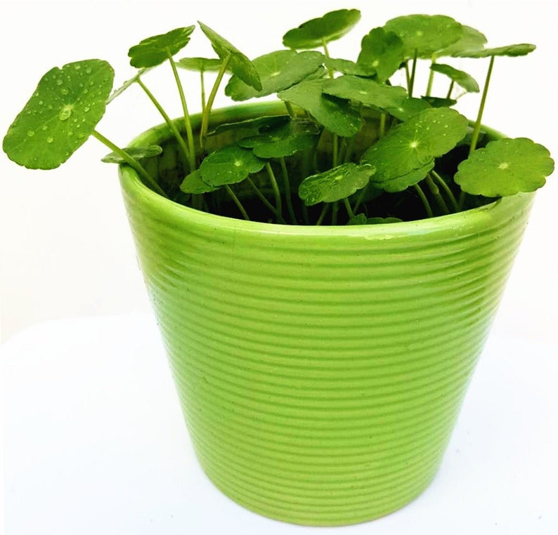 Copper Coin Plant Hydrocotyle Vulgaris Lucky Plant Money Etsy - image 0