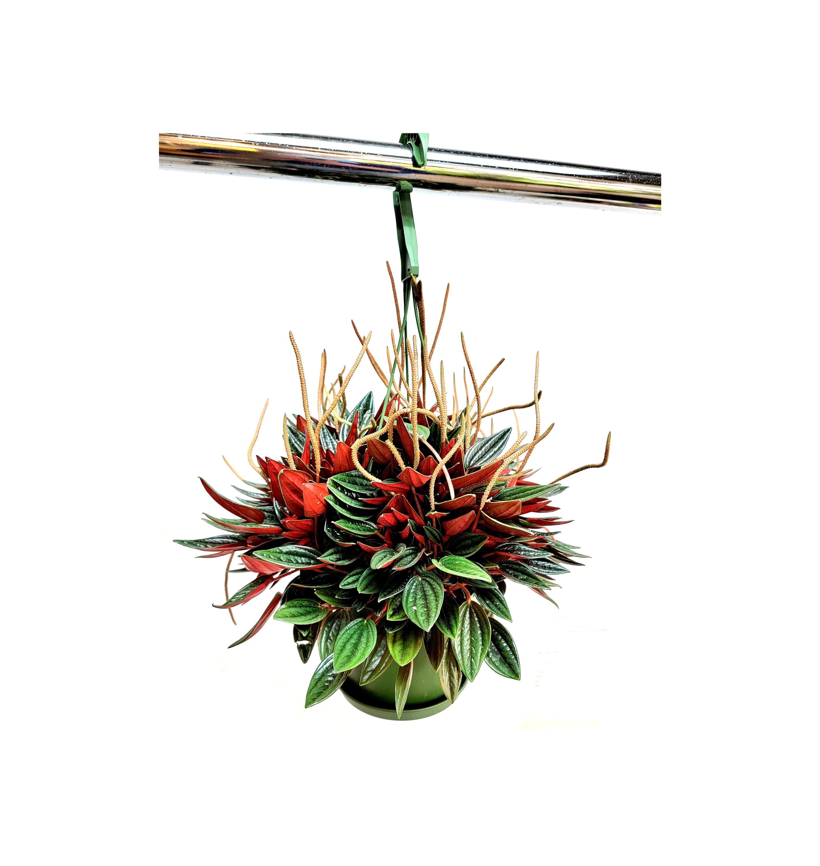 Red Radiator Plant Peperomia Caperata Rosso, Radiator Plant, Emerald Ripple Radiator Plant ...