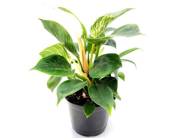 Philodendron Birkin – houseplant, foliage plant, home décor, office décor – 6" Pot