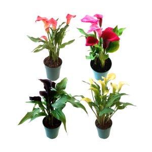 Live Plants Arum - Etsy