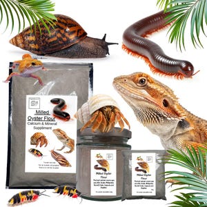 Milled Oyster Flour, Great Cuttlefish Alternative! a Great Calcium Source For Giant African land Snails and UK Native Snails