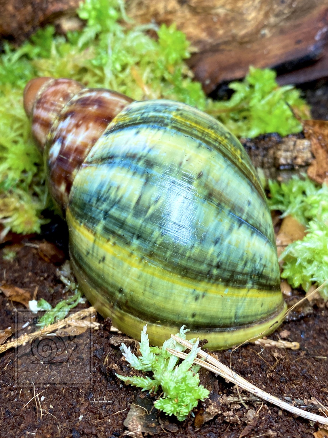 Snail Mix Giant African Land snail food huge 500ml and 900ml Etsy