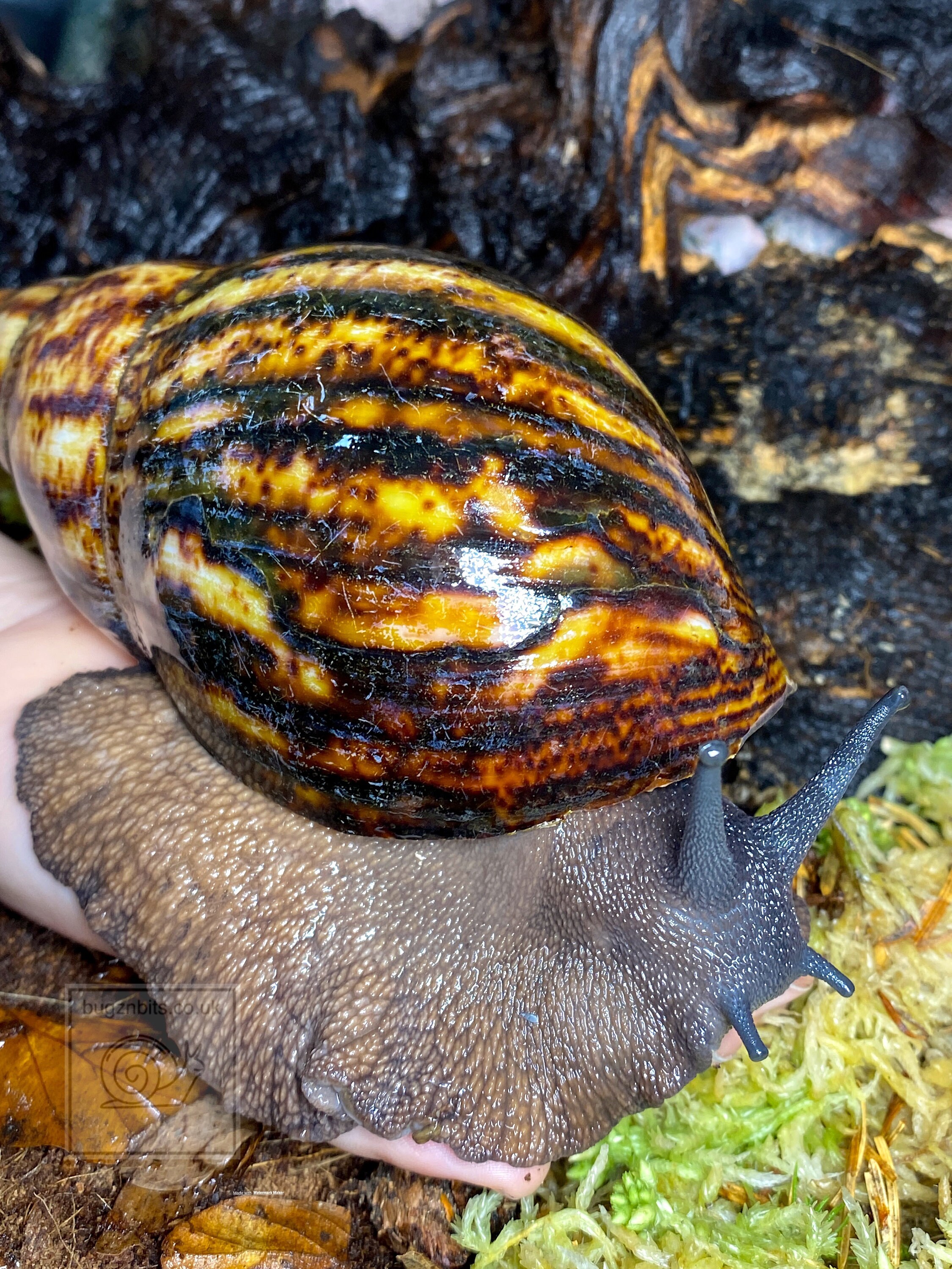 Snail Mix Giant African Land snail food huge 500ml and 900ml Etsy