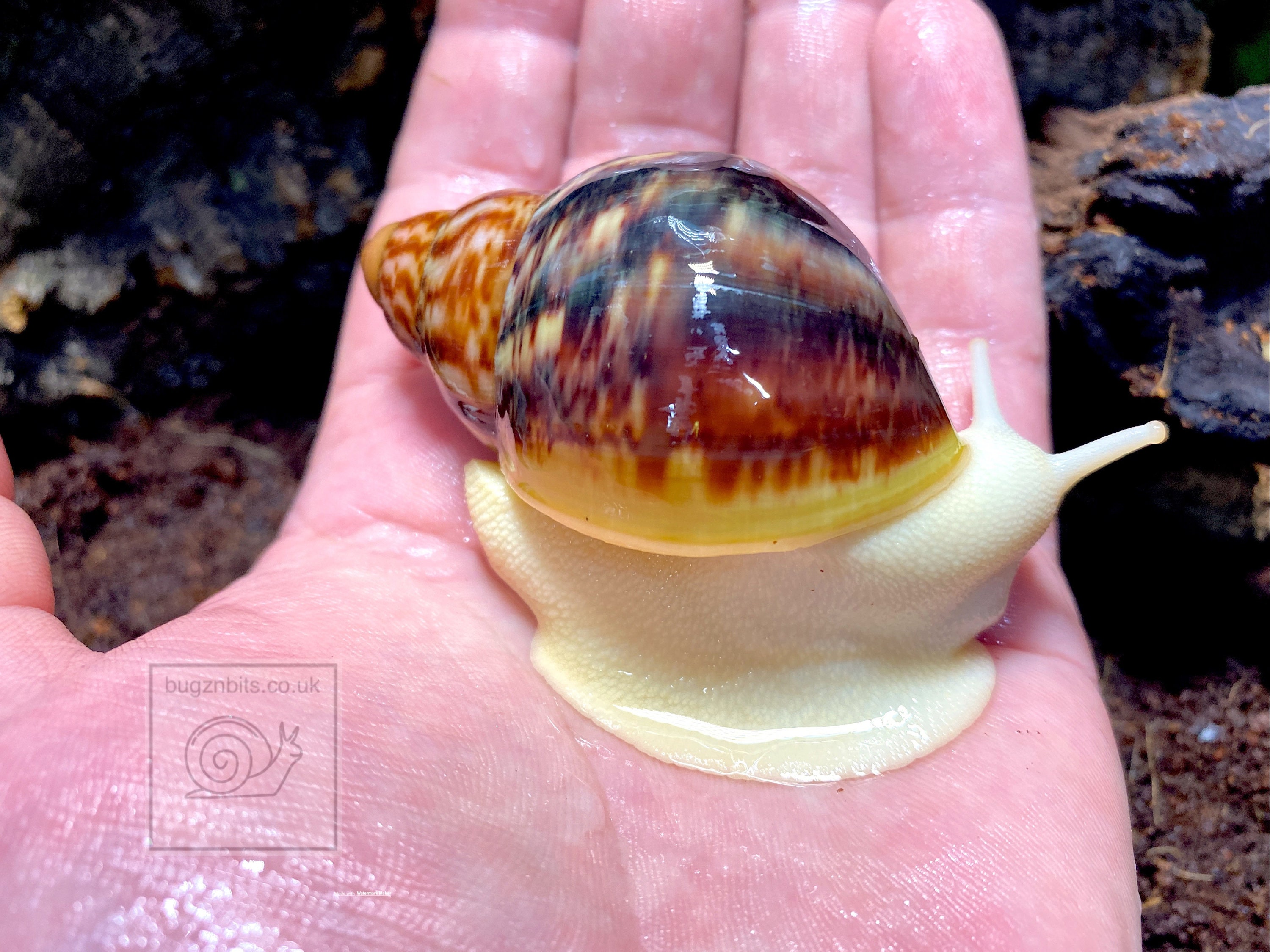 Snail Mix Giant African Land snail food huge 500ml and 900ml Etsy