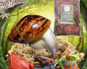 Forest Floor Sphagnum Moss, 100% Natural and Freshly Hand Picked