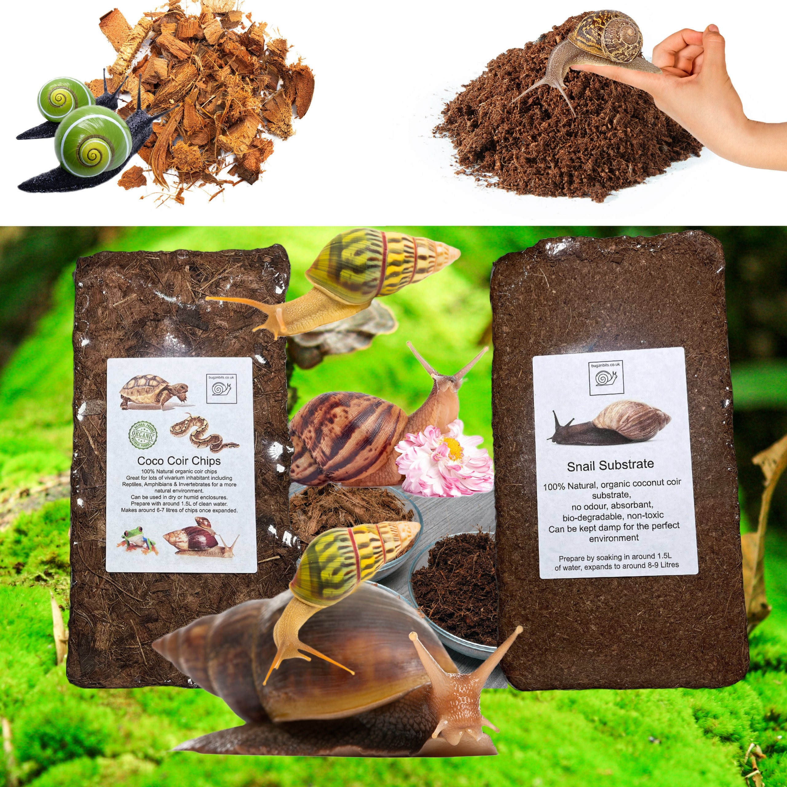 Natural Terrarium Moss For Pet Snails & Reptiles 100gr – Our Pet Snails