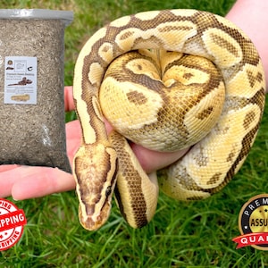 May include: A close-up of a yellow and brown snake coiled in a person's hand. The snake is on a green grassy background. A bag of brown shredded coconut bedding is in the background. The bag has the text "Premium Snake Bedding" on it. A red and white sticker with the text "FREE SHIPPING" is in the lower left corner. A gold sticker with the text "PREMIUM ASSURED QUALITY" is in the lower right corner.