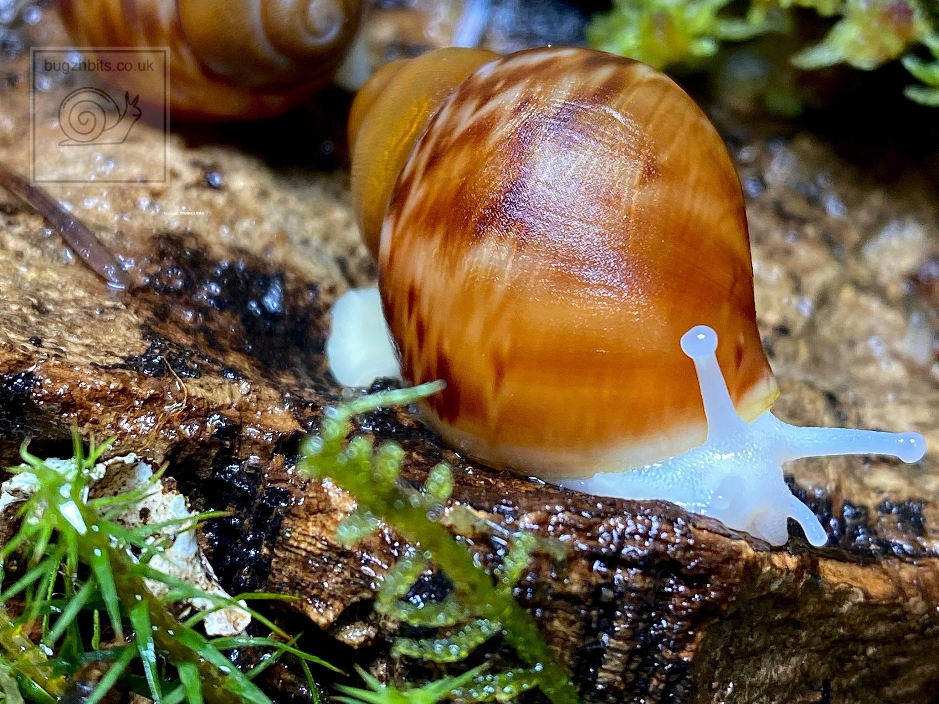 Giant African Land Snail Food Snail Mix Sweetcorn & Etsy Australia