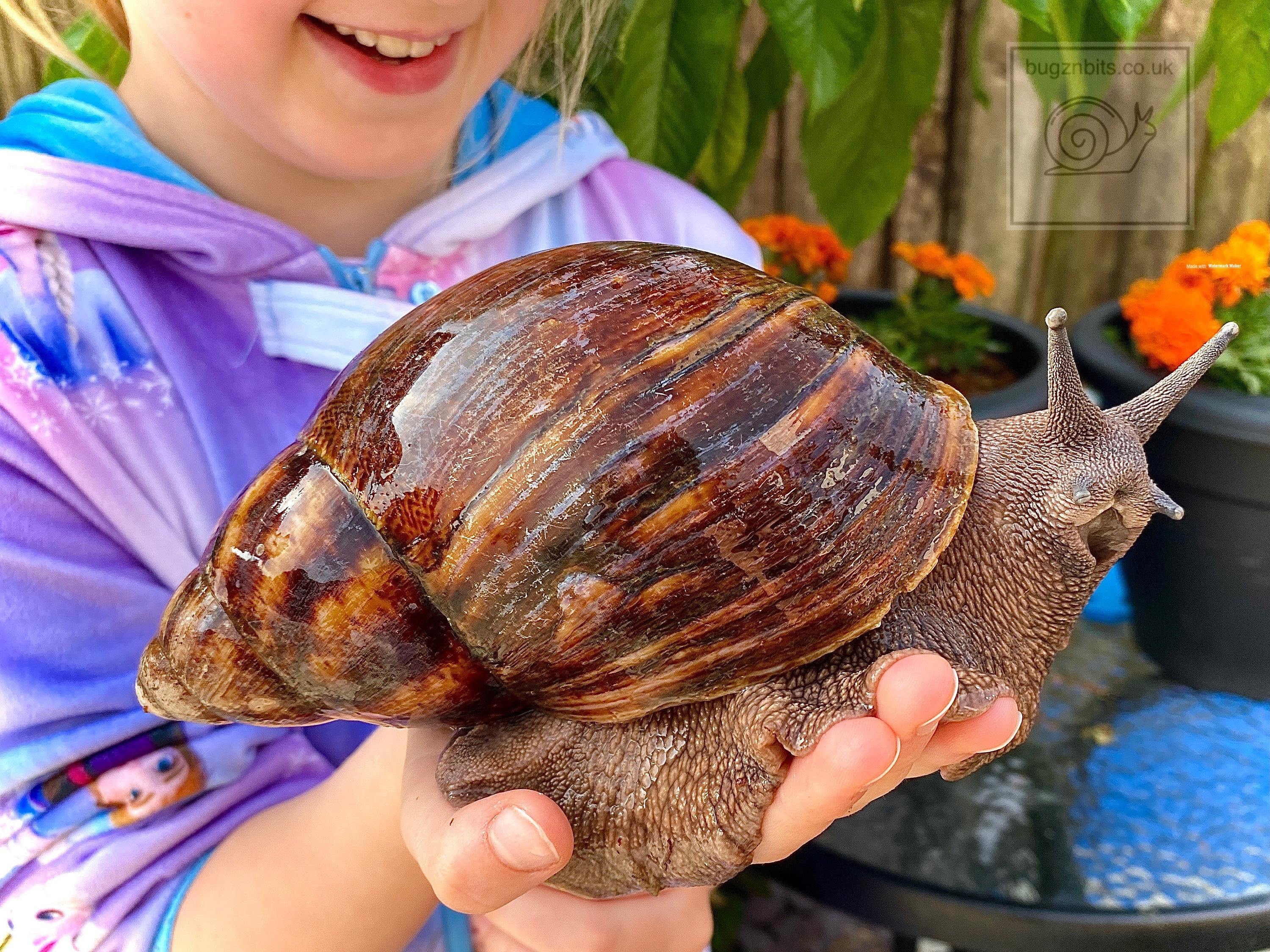 Giant African Land Snail Food Snail Mix Beetroot & Mealworm | Etsy