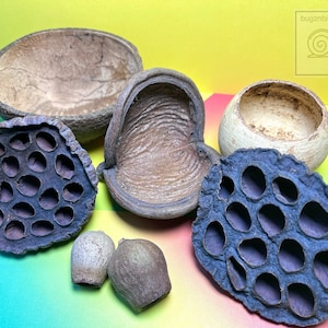 May include: A collection of dried natural materials, including two lotus seed pods, a brown bowl, a light brown bowl, and two small brown pods. The items are arranged on a colourful background.