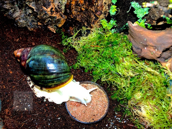 Giant African Land Snail Care Sheet Hugglepets