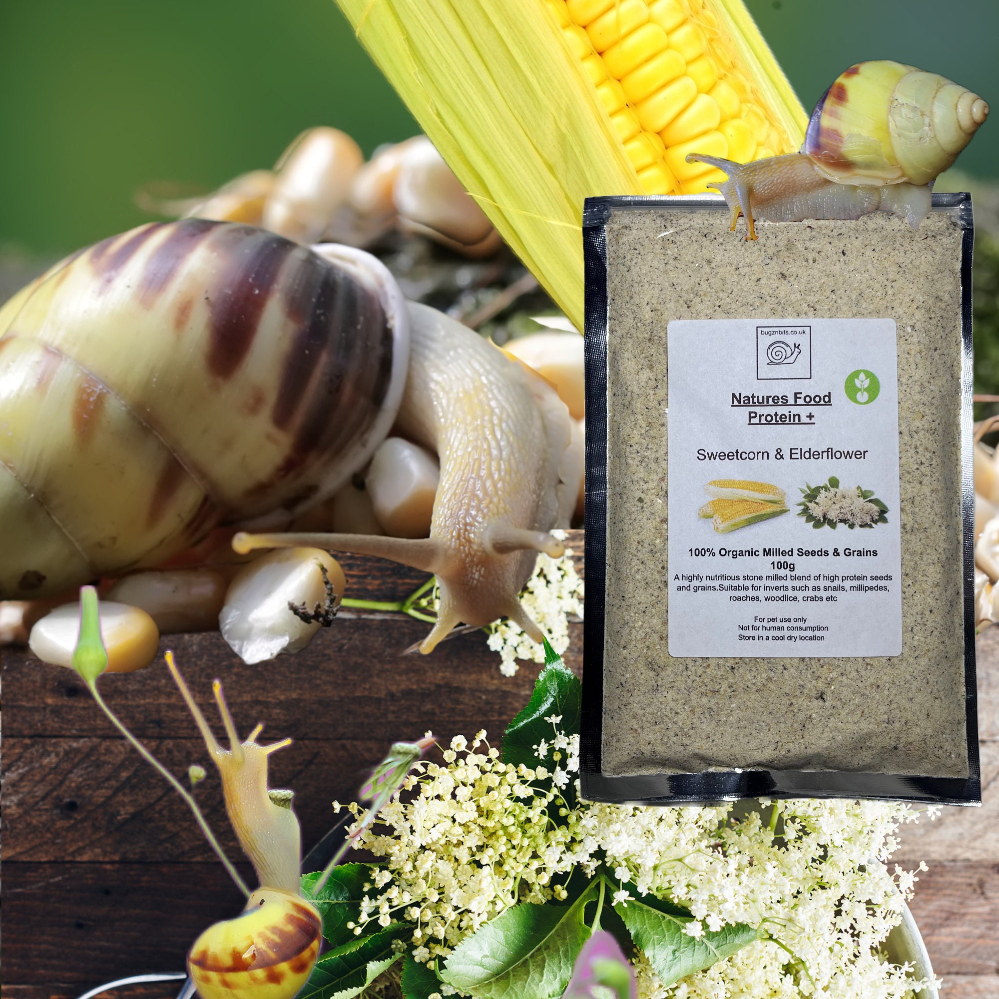 Giant African Land Snail Food Snail Mix Sweetcorn & Etsy Australia