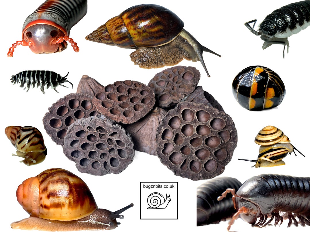 Lotus Seed Pods, Great for Bio-active Terrariums, Reptiles, Amphibians ...