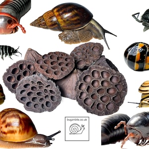 May include: A collection of various insects and snails, including a black and red millipede, a brown snail with a yellow shell, a black and white millipede, a black and orange pill bug, a brown and yellow snail, a black and white scorpion, and a brown and yellow snail with a striped shell. The image also includes dried lotus pods.