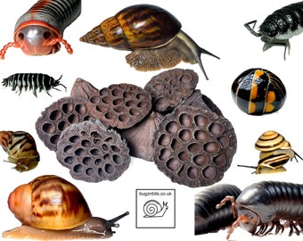 Lotus Seed Pods, Great for Bio-Active Terrariums, Reptiles, Amphibians, woodlice and Millipedes