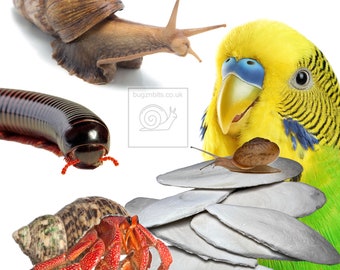 Cuttlefish, Great for Giant African land Snails, Birds, Reptiles, Hermit Crabs, Millipedes, Isopods, Shrimps