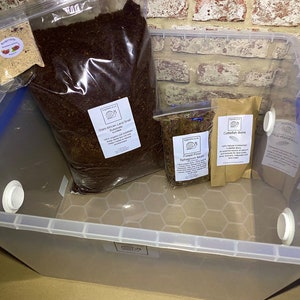 33.5L Giant African Land snail tank, Land snail set up, Basic Kit with contents and heating options