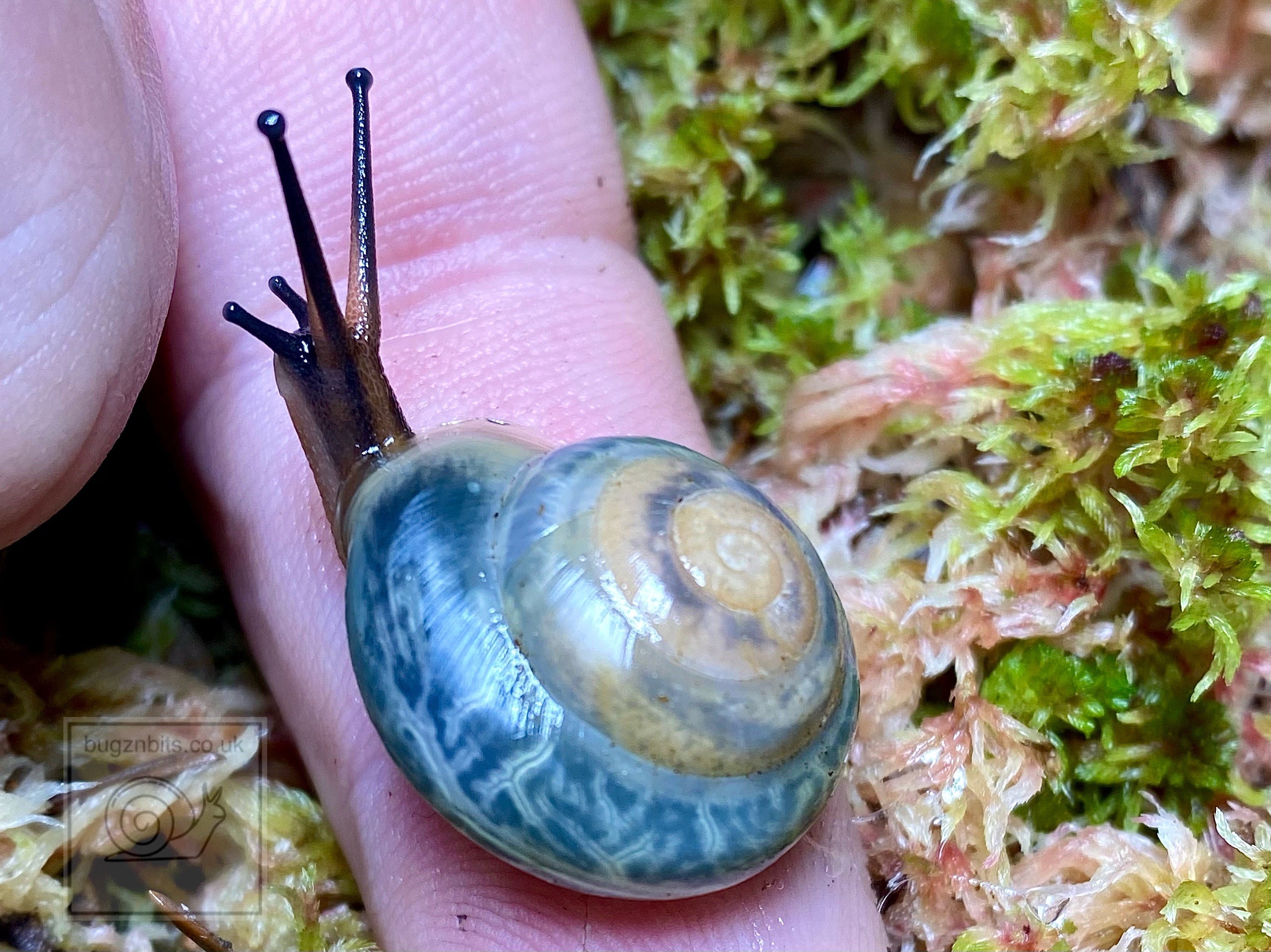 Giant African Land Snail Food Snail Mix Sweetcorn & Etsy Australia