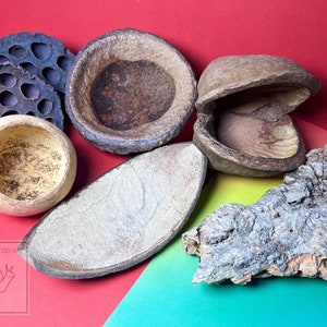 May include: A collection of five natural, wooden bowls and a piece of bark. The bowls are various shapes and sizes, with a light brown, dark brown, and grey colour. The bark is a light grey colour with a rough texture.