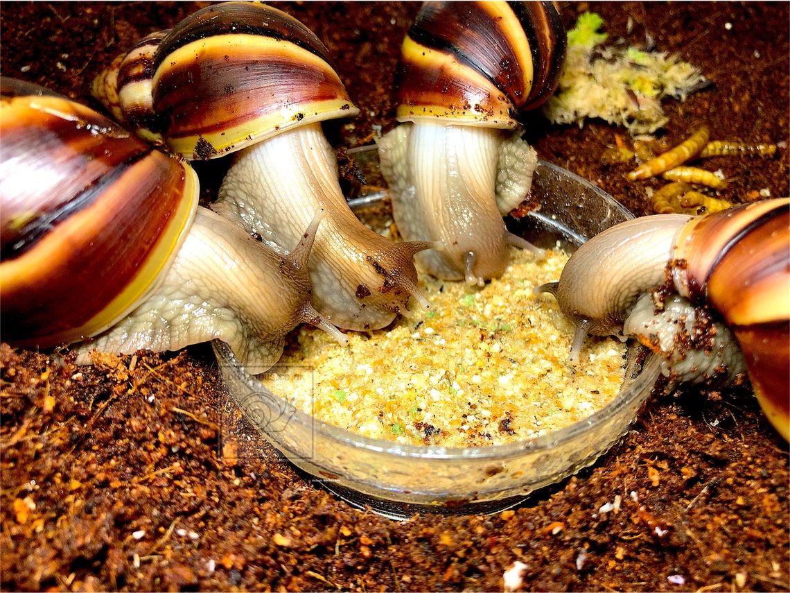 Snail Mix Many yummy varieties Land Snail Food Etsy