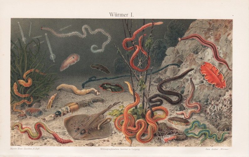 explanatory film original lithograph from 1903 vintage antique deco picture animal Worms incl