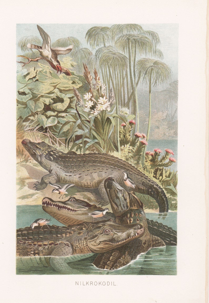 antique /& vintage decorative picture approx. 17 x 25 cm Nile Crocodile \u2013 Original vintage print from 1892