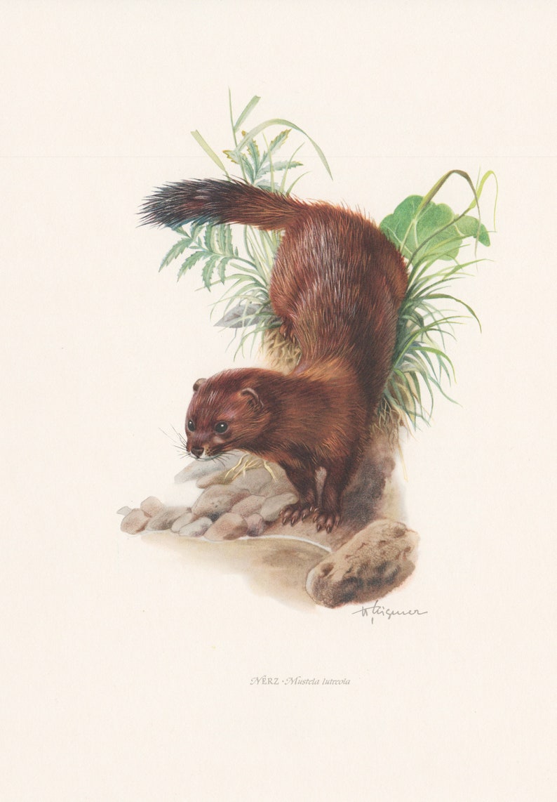 approx. 19 x 27 cm - mammal vintage deko Mink Original vintage print