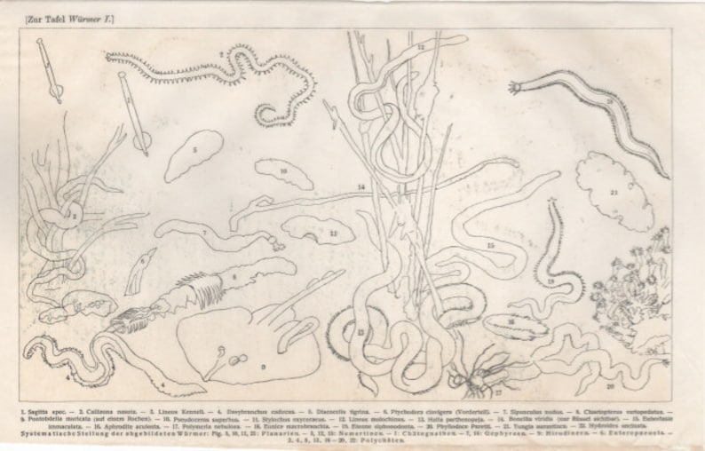 explanatory film original lithograph from 1903 vintage antique deco picture animal Worms incl