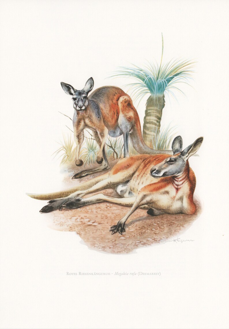 Download Mammal Vintage Decoration Red Giant Kangaroo U2013 Original Vintage Print Approx 19 X 27 Cm Paper Mixed Media Collage Shantived Com