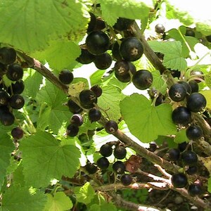 May include: A close-up of a black currant bush with ripe, dark purple berries growing on the branches. The leaves are green and lush, and the berries are clustered together in bunches.