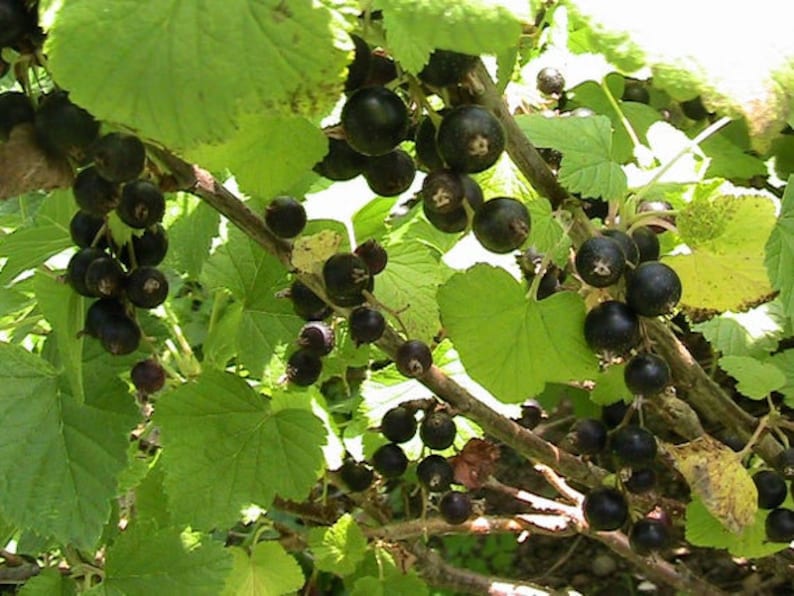 May include: A close-up of a black currant bush with ripe, dark purple berries growing on the branches. The leaves are green and lush, and the berries are clustered together in bunches.