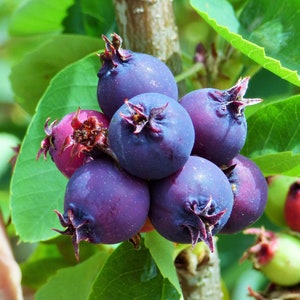 1 Saskatoon serviceberry plant Amelanchier alnifolia, edible . Zones 4-7. Self-pollinating