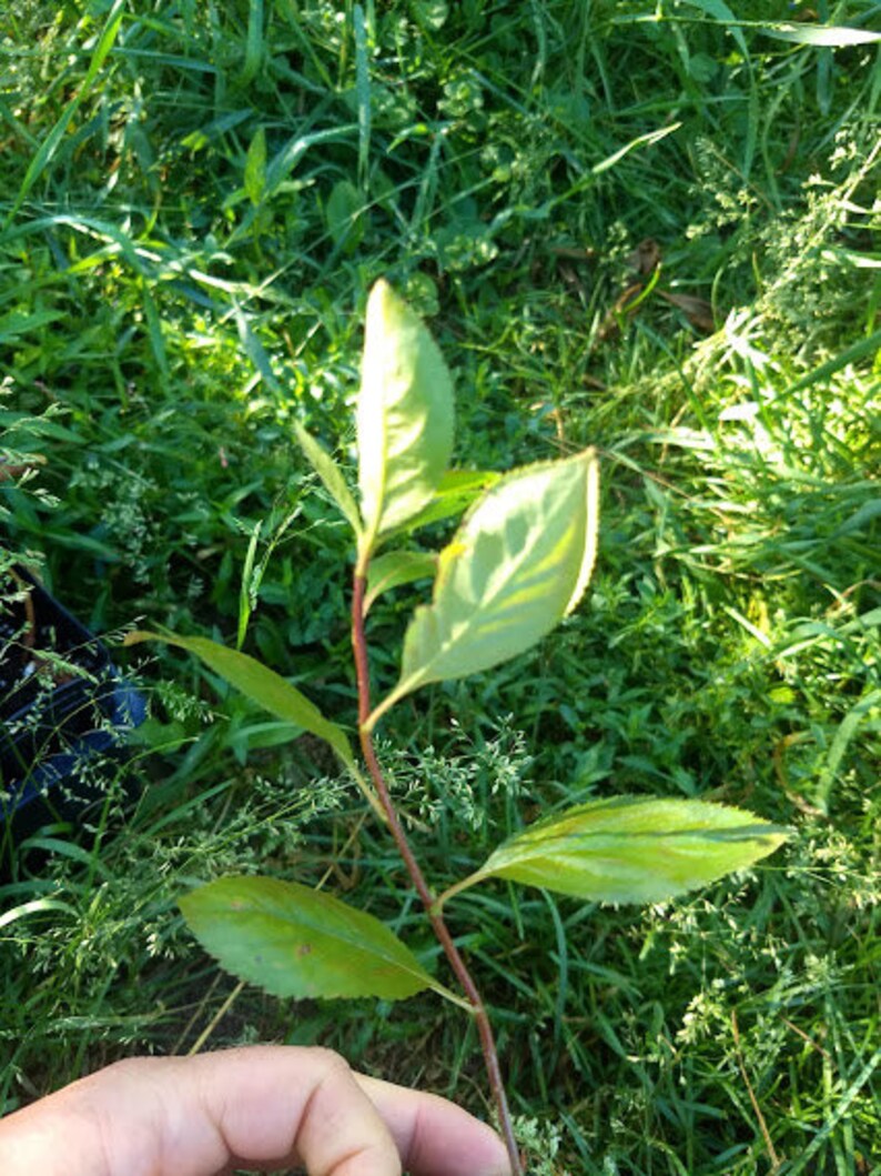 3 Viking Aronia Berry Plants. Zones 38 Not Dormant. Live Etsy